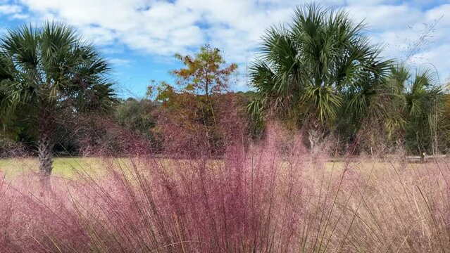 Purple sweet grass swaying in the wind