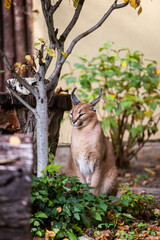 Caracal. A wild cat is resting. Calm and dreamy cat, black ear. Nice fur
