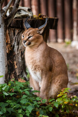 Caracal. A wild cat is resting. Calm and dreamy cat, black ear. Nice fur