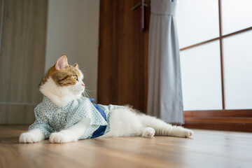 travel japan concept with scottish cat wear japan style cloth