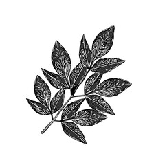 silhouettes of plant leaves for background and border ornaments