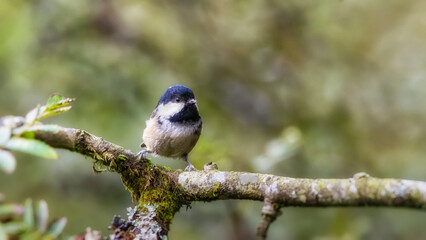 periparus ater, Coal tit perching on a branch