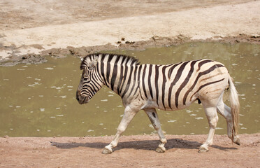 Fototapeta na wymiar zebra in the water