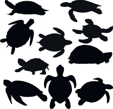 Turtle silhouette icon set, SVG Vector