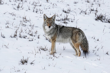 Coyote - Winter