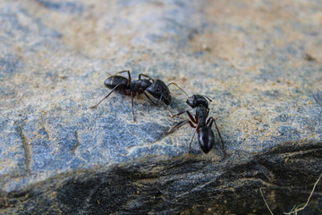 Two ants helping each other