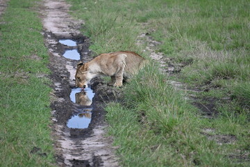 Obraz premium Leona bebiendo con reflejo, Maasai Mara, Kenia