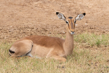 captive nyala antelope with tag in ear is resting on the ground