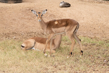 captive nyala antelope has been tagged in the ear