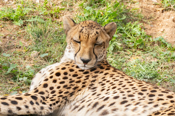 cheetah has eyes closed and is napping on the ground