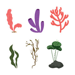 Collection of colorful detailed algae. Illustrations isolated on white background.