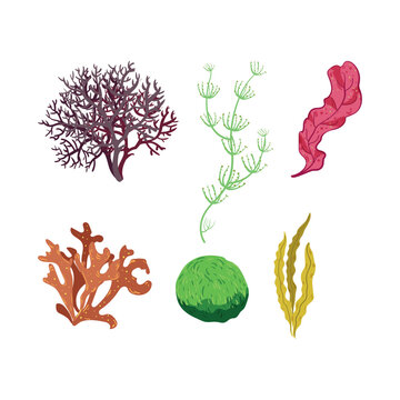 Collection of colorful detailed algae. Illustrations isolated on white background.