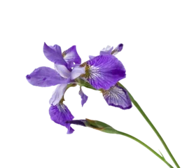 Foto op Plexiglas  iris flowers isolated on white background, beautiful spring plant. © PanArt