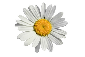 One white  camomile flower isolated on white background. Flat lay, top view