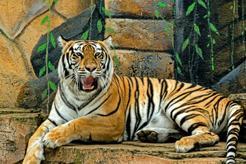 Obraz premium tiger in the zoo