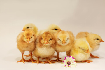 Seven cute fluffy chickens on a gray background with a white-lilac flower