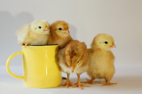 Four cute chickens. Two sits on a yellow ceramic cup and two stands next to it on a gray background