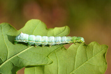 Caterpillar of the Svensson's copper underwing (Amphipyra berbera), family owlet moths (Noctuidae) feeding on an oak leaf in a Dutch garden. Netherlands, Spring, May