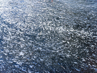 texture of melted ice on lake. blue background with cracks