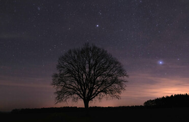 Fototapeta na wymiar Einzelner Baum vor dem Sternenhimmel