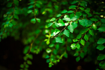 Branches with green leaves. Forest green. Natural backgrounds.