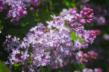Blooming purple lilac branche Syringa vulgaris Andenken an Ludwig Spath on green background in the garden.