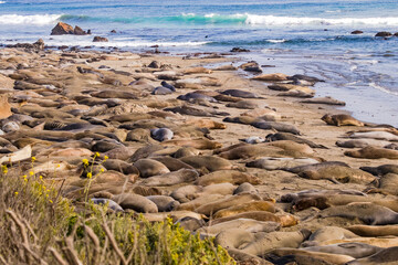 View of elephant seals at Elephant Seal Vista Point on Highway 1, USA West Coast