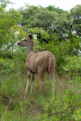 Grand koudou, Tragelaphus strepsiceros, femelle, Piqueboeuf à bec rouge, Red billed Oxpecker, Buphagus erythrorhynchus, Parc national Kruger, Afrique du Sud