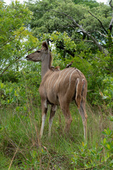 Grand koudou, Tragelaphus strepsiceros, femelle, Piqueboeuf à bec rouge, Red billed Oxpecker, Buphagus erythrorhynchus, Parc national Kruger, Afrique du Sud