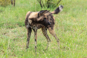 Lycaon, Lycaon pictus, Afrique du Sud