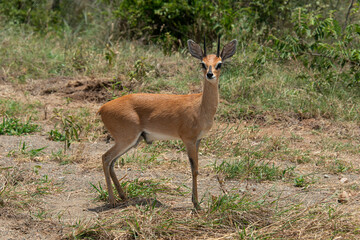 Obraz premium Oribi, Ourébi, Bleebok, Ourebia ourebi