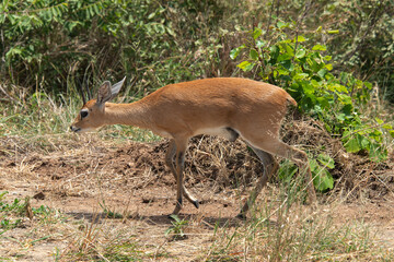 Oribi, Ourébi, Bleebok, Ourebia ourebi