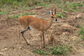 Oribi, Ourébi, Bleebok, Ourebia ourebi