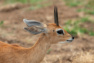 Oribi, Ourébi, Bleebok, Ourebia ourebi