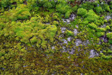 green moss for background texture