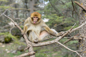 Monkey in Michlifen's forest, Ifrane, Morocco.