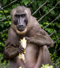 baboon sitting on the ground