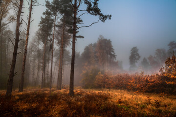 Colorful autumn forest in the fog