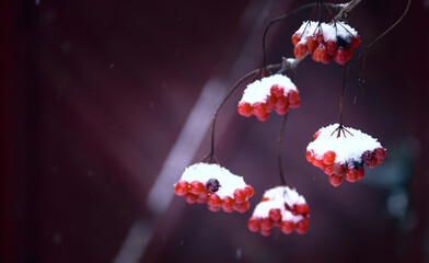 Winter frozen viburnum under the snow on a dark background. Viburnum in the snow. Red berries. Wonderful winter. poster in the interior, the concept of a bright cheerful winter. copy space