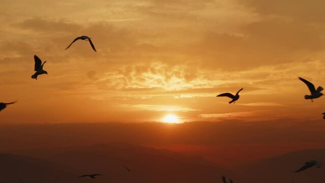 Animal Bird Seagulls Flying in Sunset