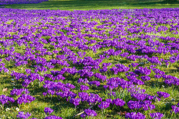 Obraz premium A field of purple flowering crocuses on a sunny spring day