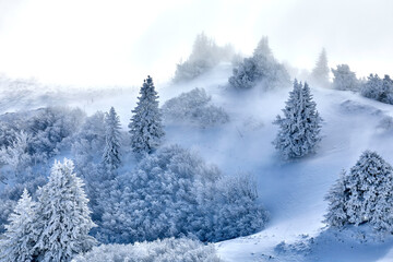 Winterlicher Wald im Nebel. Schneebedeckte Bäume