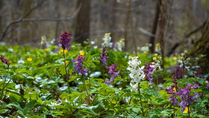 violet and white fumewort plants, possibly Corydalis solida, pagan ritual herb, bright spring...