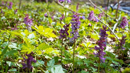 violet and lilac fumewort plants, possibly Corydalis solida, pagan ritual herb, bright spring...