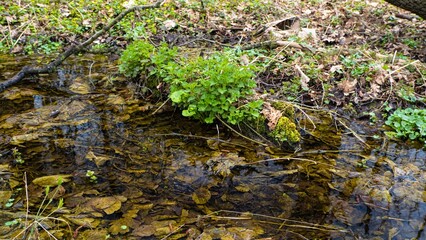 ephemeral clearwater spring shallow, narrow forest creek, no tourist road access, wild nature awaken, stinging nettle vegetation on rotten log, fallen leaves bottom, pure ecology and wilderness