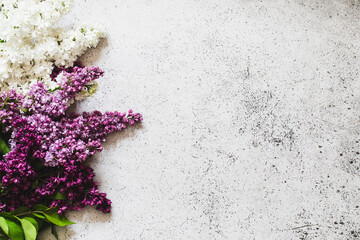 Spring Lilac flowers on grey background decorative border copy space flat lay
