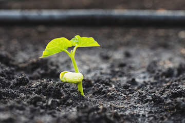 The seedlings grow from fertile soil and the morning sun shines. Ecology and ecological balance concept.