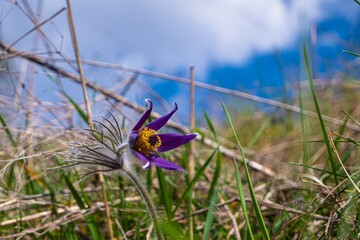 common pasqueflower solitary hairy stem plant, deep violet flower bloom in old dry grass field, tender inflorescence in blue sky and warm sunlight, peace spring symbol concept, blurred background