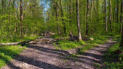 Obraz premium crossroads on forest thickets dirt road, truck and bicycle tyre tracks, popular mountain bike sport route, spring flowers vegetation, fallen tree trunk and shadow, seasonal active rest concept