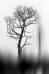 Dark silhouette of a beautiful tree on white snow with black ink effect and blurred foreground. Minimalism in the landscape.